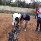 Xylella, piantati a Caprarica 2.500 ulivi di favolosa Xylella, piantati a Caprarica 2.500 ulivi di favolosa