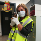 Cuccioli di cane salvati dalla Polizia a Udine