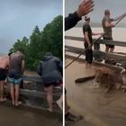 Mucche rischiano di affogare per l'alluvione, salvate dai volontari: «Stavano per morire sotto l'acqua»
