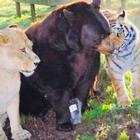 Un orso, un leone e una tigre rinchiusi nella stessa gabbia di un seminterrato: «Da cuccioli hanno sofferto, ora sono migliori amici»