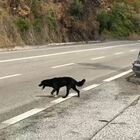 Il cane che vaga in autostrada e un’indifferenza che spaventa