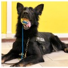 Lutto per la polizia, muore il cane antidroga Kira: «Sei stata un eccellente poliziotto e collega perfetta di Anna»