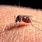 Zanzare, è invasione per il caldo anomalo: a rischio i piani di disinfestazione dei Comuni