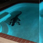 Si sveglia di notte e trova un alligatore in piscina: mamma single con tre bimbi terrorizzata