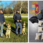 Milano, cani poliziotto al parco: pusher nel panico scappano e buttano via la droga FOTO