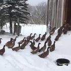 Vermont, l'esilarante reazione delle anatre alla neve
