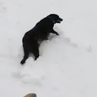 Va a fare snowboard con il proprio cane ma accade un incidente impressionante