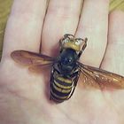 L'invasione dei calabroni assassini: allarme negli Usa per i predatori che sterminano le api