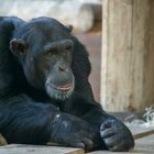 Tragedia allo zoo, gli scimpanzè escono dal recinto e vengono uccisi davanti ai visitatori