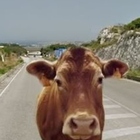 Due mucche si scontrano in autostrada con tre auto: quattro feriti