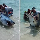 Enorme squalo mako salvato dai bagnanti: il video choc diventa virale sui social