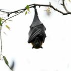 Turista morsa da un pipistrello in vacanza: «Ho sviluppato i sintomi di un virus che uccide tutti i contagiati»