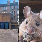 Glasgow invasa dai 1,3 milioni di topi