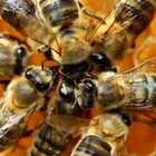 Caldo, le api stressate non volano più: la produzione nazionale di miele crolla del 41%