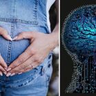La gravidanza causa cambiamenti permanenti nel cervello: così i neuroni vengono riscritti e modificano le priorità