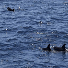 Due famiglie di delfini al Cavallino, l'avvistamento di una nostra lettrice