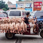 Covid, la denuncia: «Nei mercati degli animali in Cina continua la barbarie». L'inchiesta di Animal equality sui “wet market”
