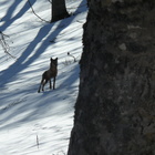 Monti Simbruini, fotografato un raro lupo a spasso nella faggeta colma di neve
