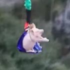 Maiale vivo lanciato da un bungee jumping per inaugurare un parco, il video choc
