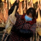 Influenza aviaria, in Cina primo caso di un uomo contagiato dal virus “H10N3": ora è allarme