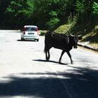 Lazio, incidenti stradali causati da bovini