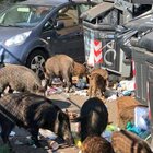 Peste suina a Roma, più cassonetti e in ferro: piano anti rifiuti in strada (per eliminare al cibo per i cinghiali)