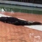 • Thailandia, il coccodrillo stacca l'avambraccio di un addestratore