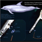 Delfini militari schierati dalla Russia nel Mar Nero durante la guerra. «Servono a sventare gli attacchi dei sottomarini nemici» Il progetto Usa