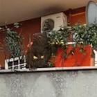 Roma, enorme sciame d'api invade il balcone di una casa: paura all'Appio
