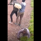 Congo, il video dell'attacco in cui sono morti Attanasio e il carabiniere Iacovacci