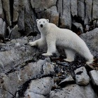 Orsi polari costretti a migrare dall'America alla Russia per colpa del caldo: quasi 20° in Alaska