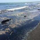 Usa, guasto all'oleodotto, marea nera sulla spiaggia dei surfisti in California