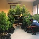 Invalido civile con il pollice verde: coltivava cannabis in casa