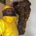 Roma, scoperto un nido con 60mila api nell’intercapedine di una casa a Montespaccato