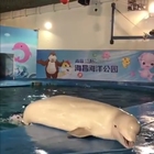 Cucciolo di beluga tenta di scappare dalla vasca del delfinario: le immagini commuovono il web