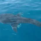 Filmato uno squalo balena nel Mediterraneo: è la prima volta nel Mare Nostrum