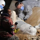 Il beluga intrappolato nella Senna è morto: inutili le operazioni di soccorso