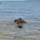 Giaguaro trovato alla deriva nel Mar dei Caraibi