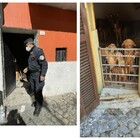 L'Aquila, vive con 40 cani in una stanza: 53enne denunciato per maltrattamento di animali