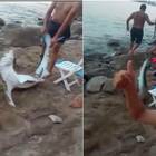 Squalo si avvicina alla riva, catturato dai bagnanti e lasciato morire: il video choc