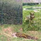 La lupa salvata dal pozzo fugge tranciando il recinto: era in cura nel Parco d'Abruzzo