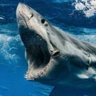 Attaccato da uno squalo due giorni prima di Capodanno: muore a 39 anni