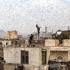 Yemen, dopo la guerra e le carestia arriva l'invasione di locuste