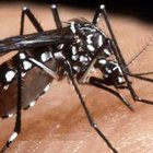 Dengue, scopre di essere malato: il Comune ordina la disinfestazione anti zanzare per evitare il contagio