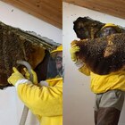 Nidi d'api nascosti a Roma, oltre 100mila nascoste nell’intercapedine di una villa. L’esperto: «Sono in forte espansione»