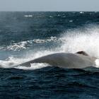 Catturato il primo battito cardiaco delle balene: un cuore “elastico” per permettere le grandi immersioni