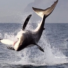 Giornata mondiale degli squali. Il predatore per eccellenza a rischio estinzione in tutti i mari del pianeta