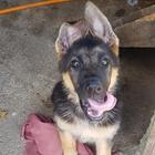 Kaos, il cane eroe rivivrà nella sua cucciola Kora: «Sarà addestrata a salvare vite umane»