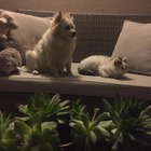 Cane e gatto, la tenera amicizia: Yukiko è morta ad agosto, Monday ogni giorno veglia sulla sua tomba