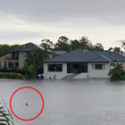 Uno squalo nuota tra le case: la foto dall'Australia è virale